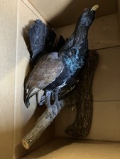 Auerhahn präpariert gebraucht kaufen  Bayerbach