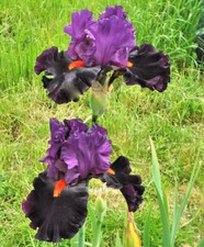iris germanica for sale iris germanica for sale BRISTOL