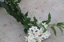 Set solanum fiori usato  Pontinia