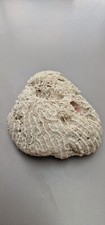 Fossile corail origine d'occasion  Saint-Saëns