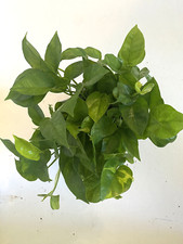 Pot global green for sale  Apopka