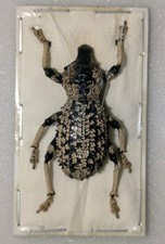 Rhytidophloeus rothschildi spe for sale  WOKING