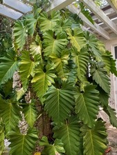large house plant for sale large house plant for sale Atlanta