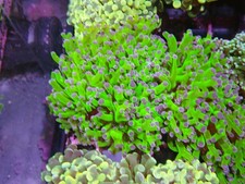 Green purple tipped for sale  CLACTON-ON-SEA
