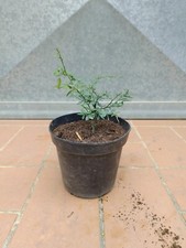 Pianta finger lime usato  Buti