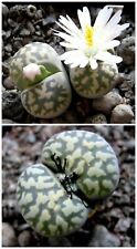 Semi lithops karasmontana usato  Italia