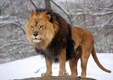 Lion 8x10 glossy for sale  Eau Claire