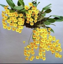 Dendrobium lindleyi blooming for sale  Orlando