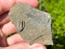 Scotland fossil trilobite for sale  Coppell