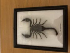 Scorpione amazzonia imbalsamat usato  Italia