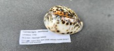 Tigris thick indonésie d'occasion  Mussidan