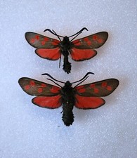 Six spot burnet for sale  CHORLEY