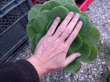 Sukkulenten aeonium canariense gebraucht kaufen  Wilhelmshaven
