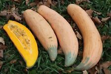 Używany, Candy Roaster North Georgia Pumpkin - Squash - 5+ nasion - DŁUGI i SMACZNY! C 025 na sprzedaż  Wysyłka do Poland
