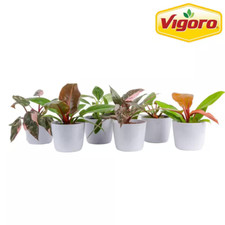 Grower choice philodendron for sale  Denver