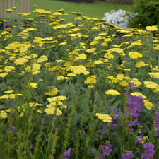 Achillea moonshine yarrow for sale  WALLINGFORD