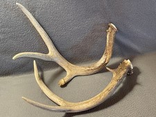 Lot white tail for sale  Moscow