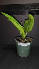 Rlc. hsinying mini for sale  Sarasota