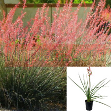 Hesperaloe parviflora red for sale  Modesto