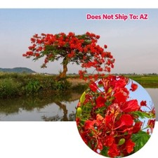 Royal poinciana tree for sale  Miami