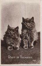 fluffy kittens for sale fluffy kittens for sale GRANGE-OVER-SANDS