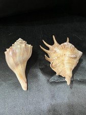 Beautiful conch spider for sale  Phoenix