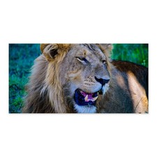 Lion close canvas for sale  Pomona