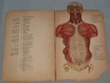 1892 BOOK THE HUMAN BODY BY OWEN LANKESTER WITH COLORED MANNIKIN comprar usado  Enviando para Brazil