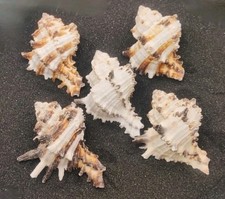 Murex endiva shells for sale  REDRUTH