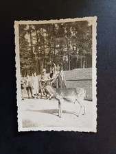 Colditz damwild damhirsch gebraucht kaufen  Schönebeck (Elbe)