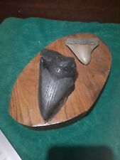 Megalodon shark tooth for sale  LONDONDERRY