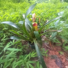 Tropical houseplant bromeliad for sale  Atlanta