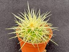 Echinocactus grusonii golden for sale Echinocactus grusonii golden for sale  CHERTSEY
