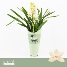 Cymbidium heino for sale  LONDON