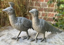 silver pheasant for sale silver pheasant for sale BRISTOL