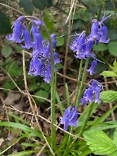 English bluebell hyacinthoides for sale  NOTTINGHAM