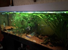 Aquarium komplettem zubehör gebraucht kaufen  Ginsheim-Gustavsburg