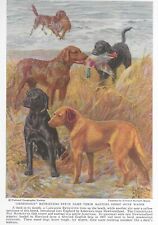 Labrador chesapeake bay for sale  Tampa