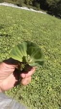 Helen water lettuce for sale  Industry