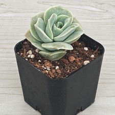 Succulent plant graptoveria for sale  San Jose