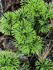 Creeping tree clubmoss for sale  Crumpler