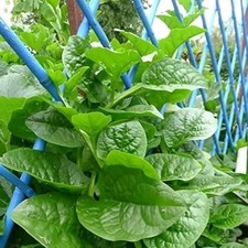 Malabar spinach vegetable for sale  LONDON