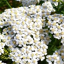 White yarrow seeds for sale  Minneapolis