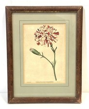 Vintage antique botanical for sale  Long Beach