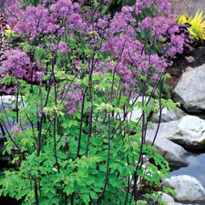 Thalictrum delavayi black for sale  CRANBROOK