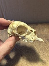 Real bone juvenile for sale  Burlington