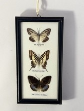 Insects & Butterflies for sale  Cincinnati