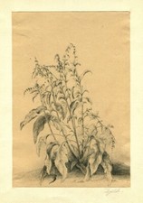 Botanique fleur dessin d'occasion  Anet