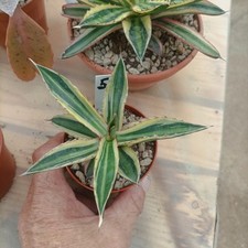 Agave lophanta variegata usato  Porto Cesareo