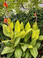 Canna pretoria bengal gebraucht kaufen  Duisburg